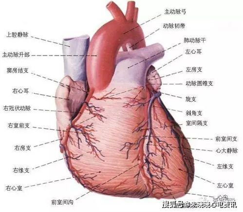 冠心病 心绞痛 心梗是什么