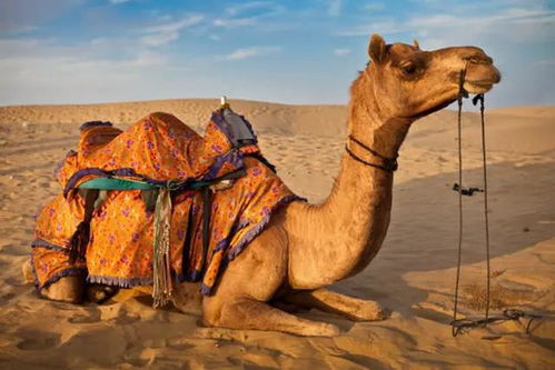 成吉思汗墓近800年没人知道,唯一的的钥匙却在这头骆驼身上