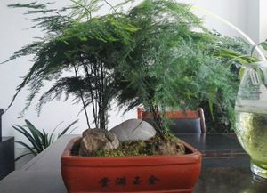 文竹停止生长 掌握 5个 小方法,生长快速,枝叶翠绿又茂密