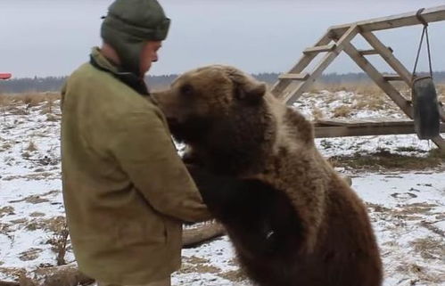 棕熊误闯营地被士兵一把抓,又被揉脸又被当马骑,丢光熊族的脸
