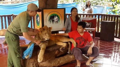 印尼动物园强迫狮子与人合影 