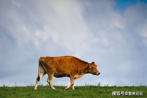 牛牛牛 ,明后2天不要做这些 傻事 ,未来30年运势直流而上