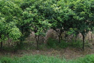 茶树籽怎么种植种植方法与管理,茶树怎么种植？什么季节种容易成活？
