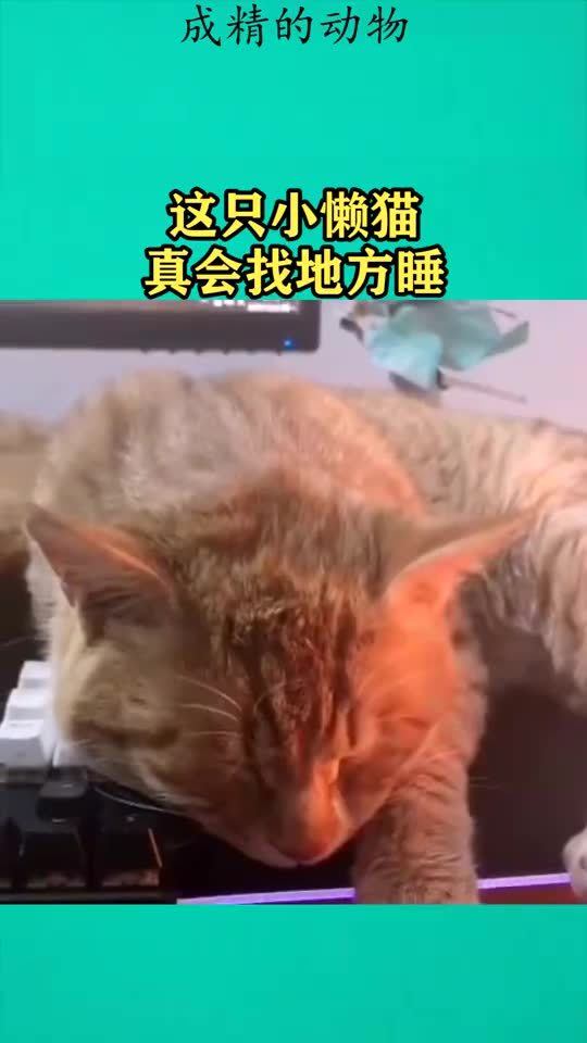 这只小懒猫,真会找地方睡 