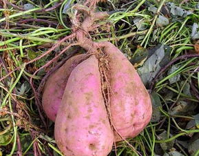红薯吃的是根还是茎,红薯是变态茎吗？