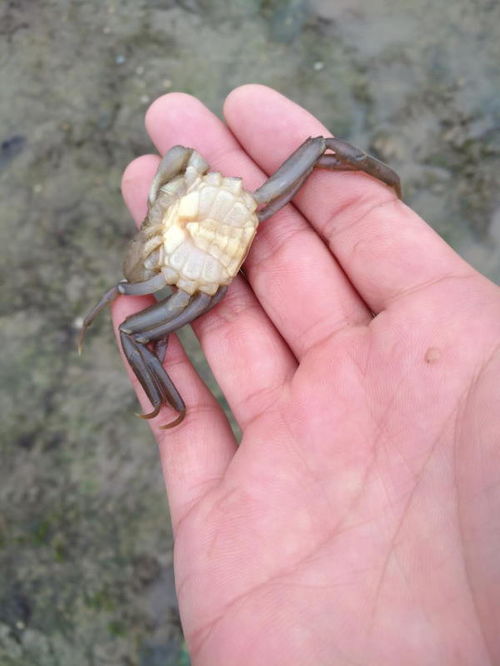 螃蟹在蜕壳期间应注意哪些问题(螃蟹蜕壳时候好吃吗)