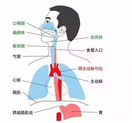 咽喉凉凉是怎么回是(咽喉部发凉)