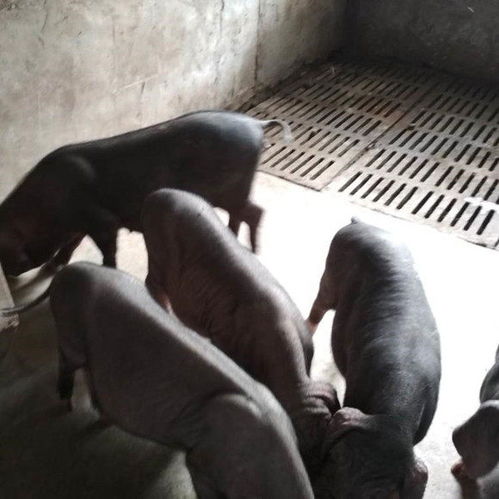 漳州太湖母猪价格相关资讯