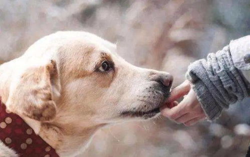 狗狗喜欢 舔 你手,暗含着这6个讯息,你知道吗