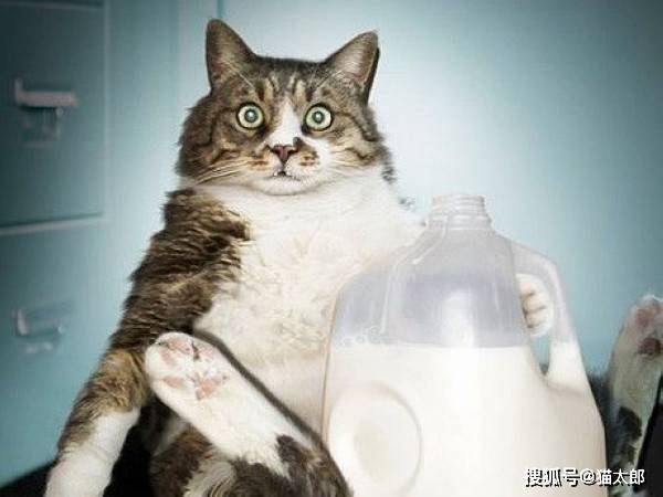 养猫误区丨猫咪不能喝牛奶