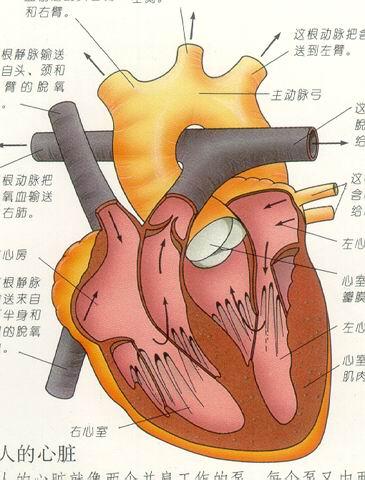 人的心脏是什么样子的形状 