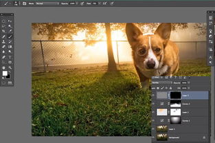 Photoshop给狗狗图片加上柔美的暖色逆光效果 