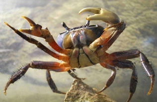 雌蟹还是雄蟹,你会辨别吗 最完整的吃蟹攻略,值得收藏 
