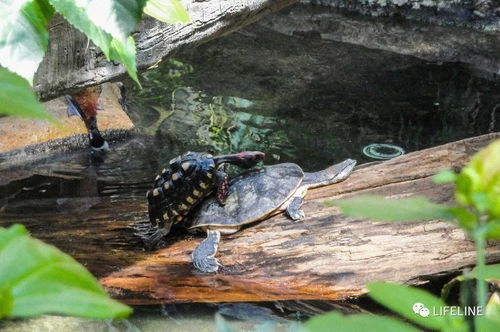 龟友来稿 红腿陆龟的饲养 从入门到繁殖 上