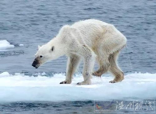 北极熊骨瘦嶙峋 一只骨瘦如柴的北极熊 