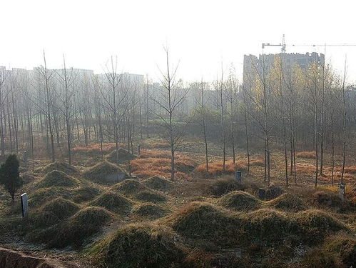 女子经常梦到自己去后山挖坟,一天上山查看,却看到一大片墓地