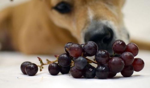 狗狗多吃水果有好处 这可不包括葡萄,葡萄可是狗狗的催命符