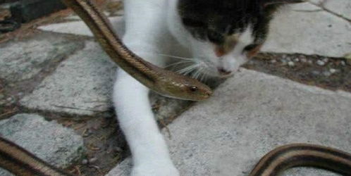 农村的猫为什么喜欢抓蛇 是因为蛇也吃老鼠吗