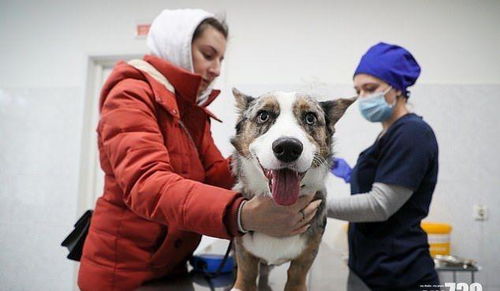 全球新冠肺炎累计确诊超1亿 专家 考虑给宠物猫狗打疫苗