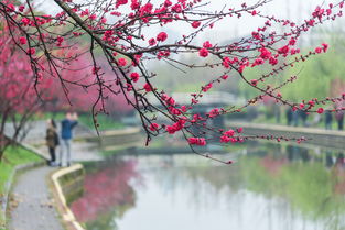 三峡大学第七届桃花文化节将于4月1日举行