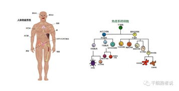 衰老与免疫系统的关系