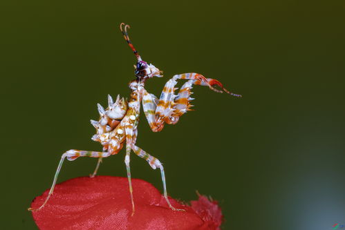 刺花螳螂 