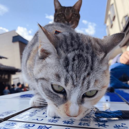 日本留学带猫怎么出国