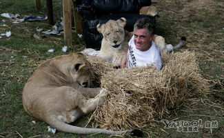 南非一母狮骑雄狮头惩罚其偷幼崽 盘点狮子趣闻 