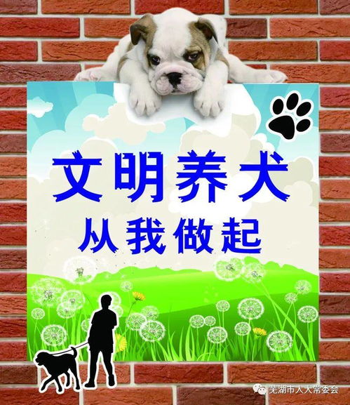芜湖市养犬管理条例 解读