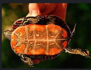 全身都红色的乌龟是什么龟呀？