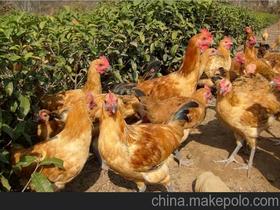 散养土公鸡价格 散养土公鸡批发 散养土公鸡厂家 
