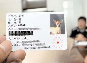 阜城7200余犬只有了 身份证