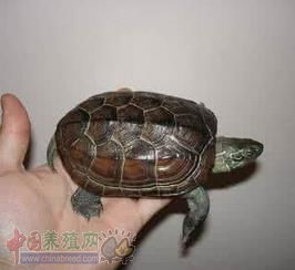 中华草龟寿命多长 中华草龟怎么看年龄