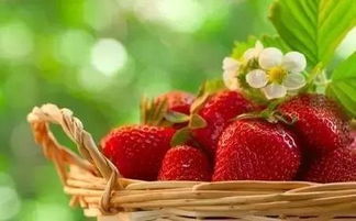 草莓的风水(草莓的风水寓意和象征)