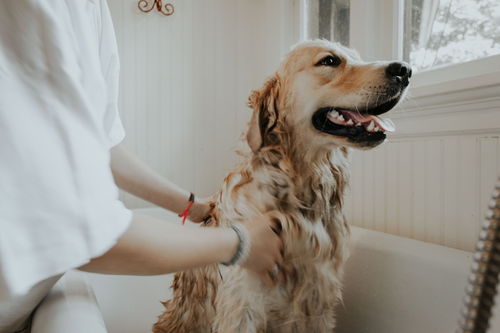 狗狗多久洗一次澡最合适 7 15天,要考虑狗狗不同的健康状态