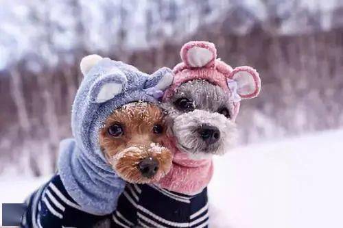 完全不怕冷的5种狗狗,冬天根本不用穿衣服