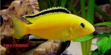 蓝色眼睛,鱼鳍边缘是金黄色的小型热带鱼叫什么名字 
