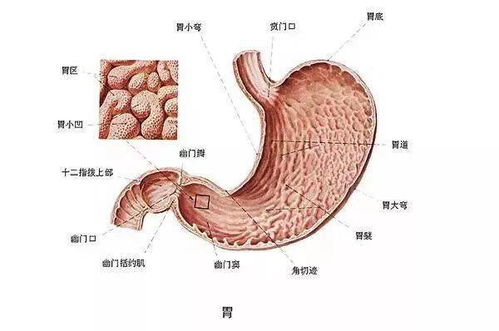 从胃炎到胃癌,躲不过这6大习惯 给胃病刹车,这4招最护胃