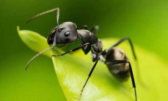 蚂蚁有什么特点,蚂蚁有什么特点和特征