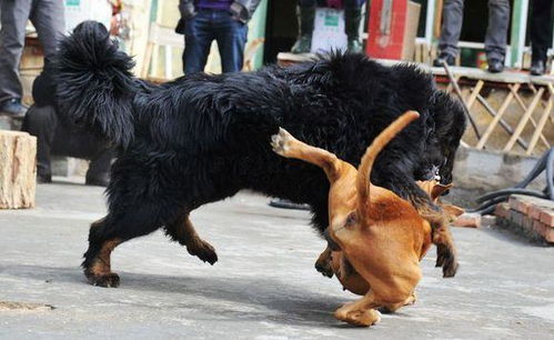 什么样的比特犬才算厉害的图片