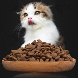 猫吐了一堆软化的猫粮和黄水,猫吐了一堆软化的猫粮和黄水精神好