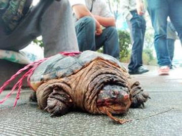 郴州小贩1500元叫卖11斤重鳄鱼龟
