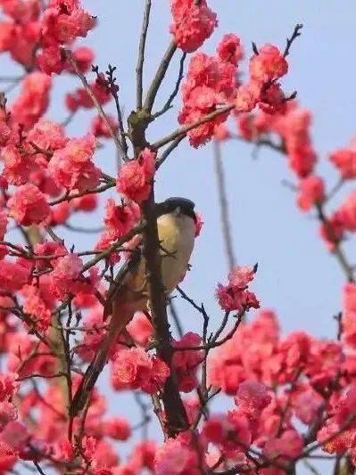 花开倒计时 成都竟藏着 西部最大梅园 ,万棵梅花盛开时,美到尖叫