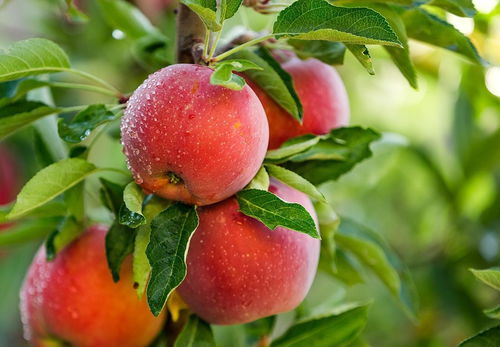 每天吃苹果有什么好处呢 一天吃几个苹果才最养生呢