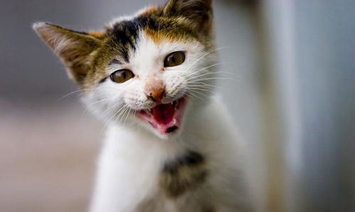 江西女子宠物店退猫遭拒将猫活活摔死,其三个摔猫理由都很奇葩