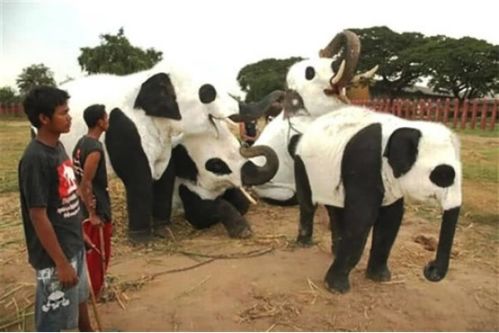 租不到熊猫的国家怎么办 看看各国的 假熊猫 ,哪个最搞笑