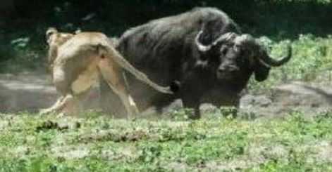母狮看见一头公牛发疯的扑上去,结果之后出现的雄狮更让公牛懵了
