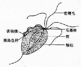 阴道 毛滴虫病并不是女人的专利 