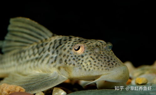 既能除藻又能清洁鱼缸,首选底栖异形鱼,这三种你可以试试,效果不错 