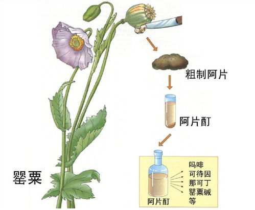 一株也违法 秋种期间禁种铲毒倡议书 致我市广大市民的一封公开信